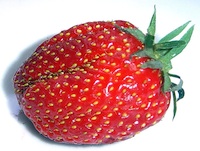 Strawberry, ''gariguette'' variety Copyright © 2005 David Monniaux