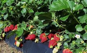 Strawberry rows - Image from WashingtonFarms.net