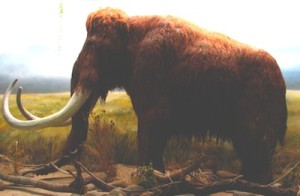 « Mammoth-ZOO.Dvur.Kralove » par Mistvan — Travail personnel. Sous licence Creative Commons Attribution-Share Alike 3.0-2.5-2.0-1.0 via Wikimedia Commons
